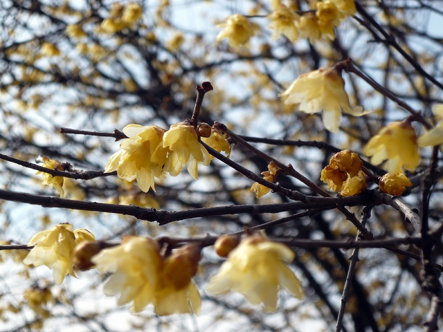 Chimonanthus Praecox